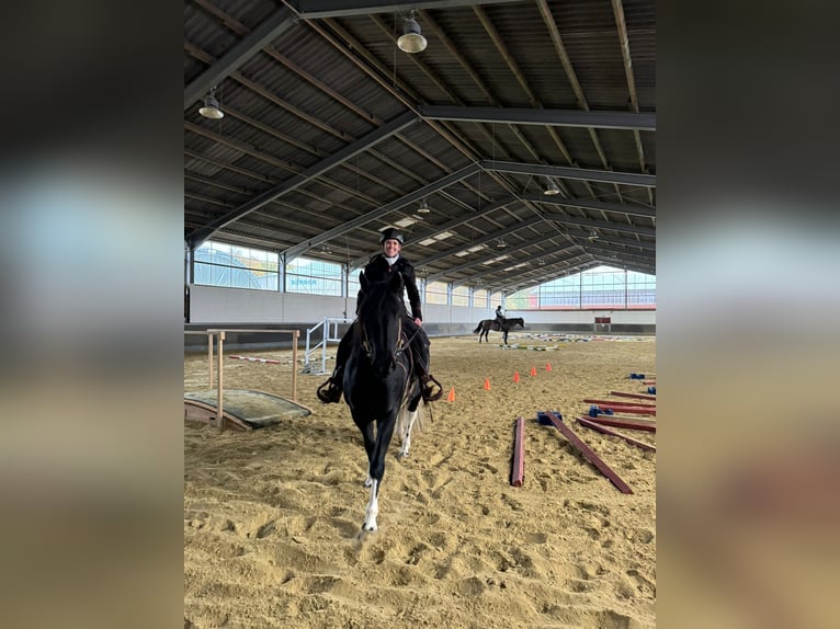 Criollo Wallach 6 Jahre 145 cm Rappe in Mönchengladbach