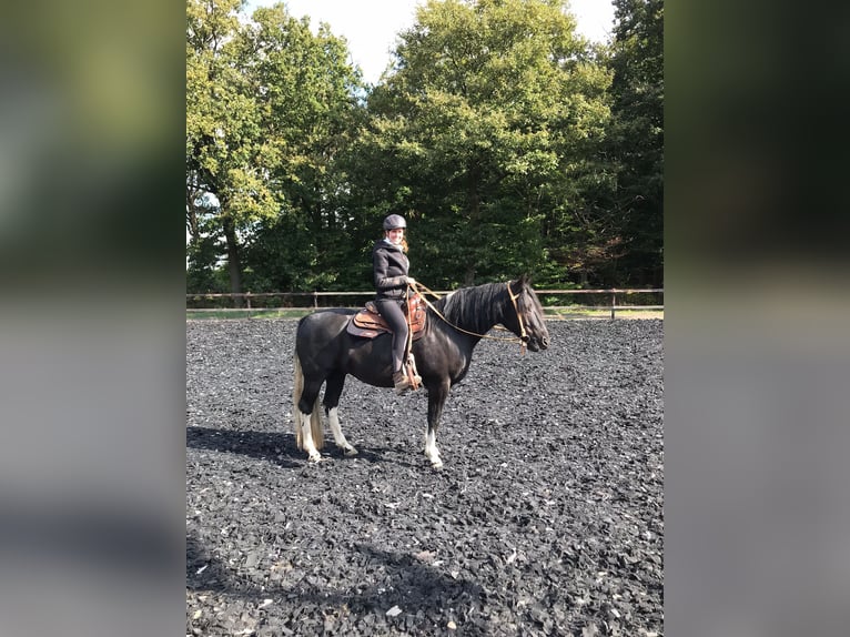 Criollo Wallach 6 Jahre 145 cm Rappe in Mönchengladbach