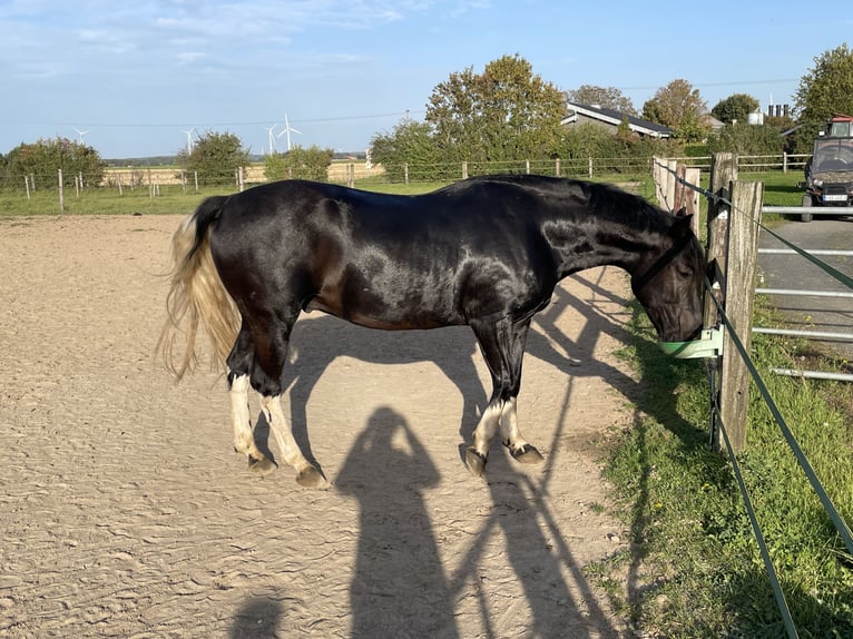 Criollo Wallach 6 Jahre 145 cm Rappe in Mönchengladbach