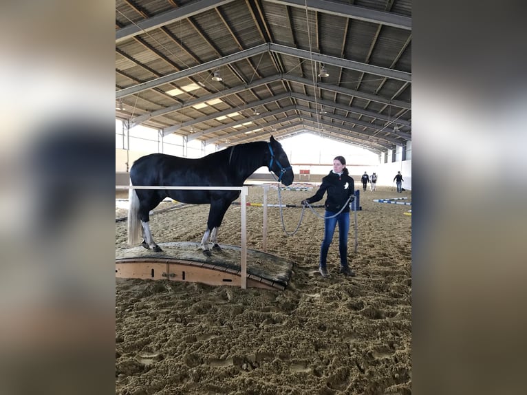 Criollo Wallach 6 Jahre 145 cm Rappe in Mönchengladbach