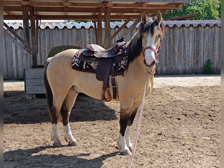 Criollo Wallach 6 Jahre 152 cm in Freystadt