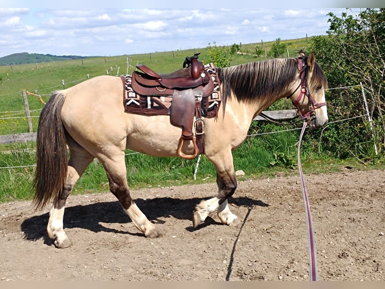 Criollo Wallach 6 Jahre 152 cm in Freystadt