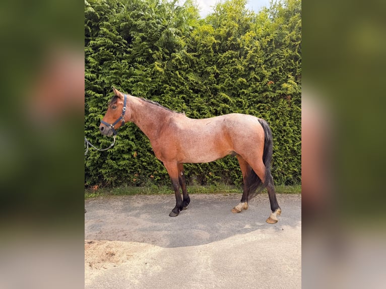 Criollo Wallach 7 Jahre 145 cm Roan-Bay in Walkendorf