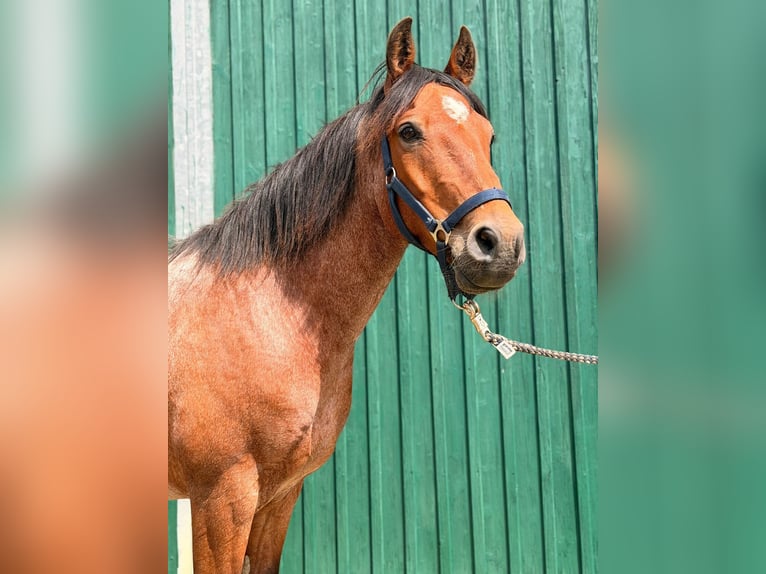 Criollo Wallach 7 Jahre 145 cm Roan-Bay in Walkendorf