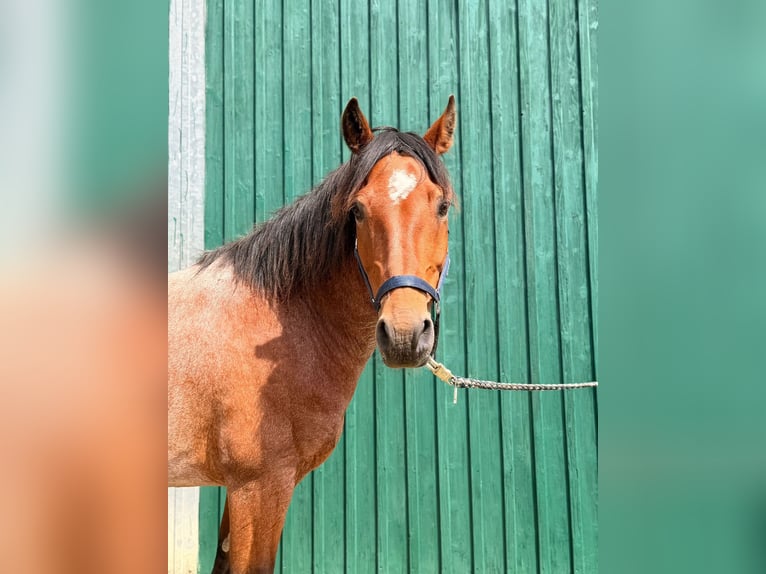 Criollo Wallach 7 Jahre 145 cm Roan-Bay in Walkendorf