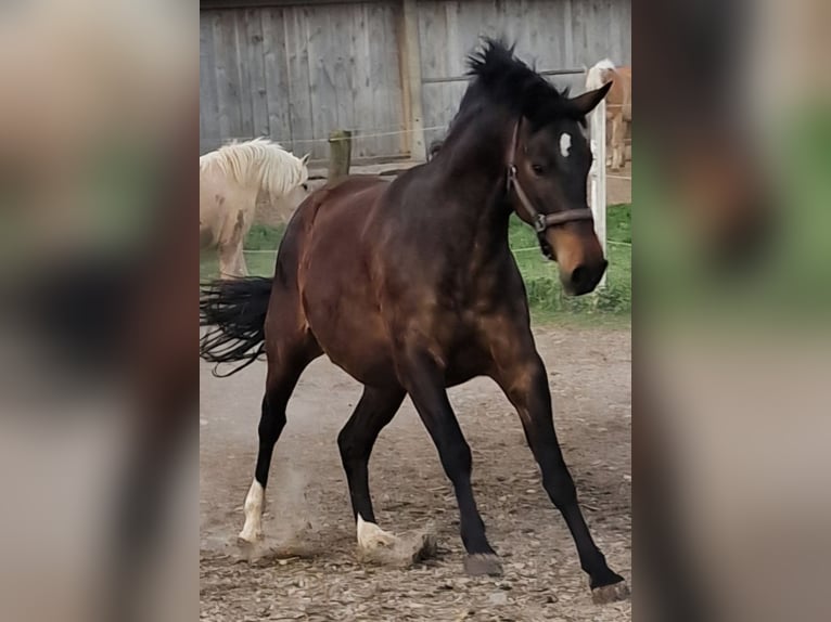 Criollo Mix Wallach 7 Jahre 153 cm Brauner in Neumarkt-Sankt Veit