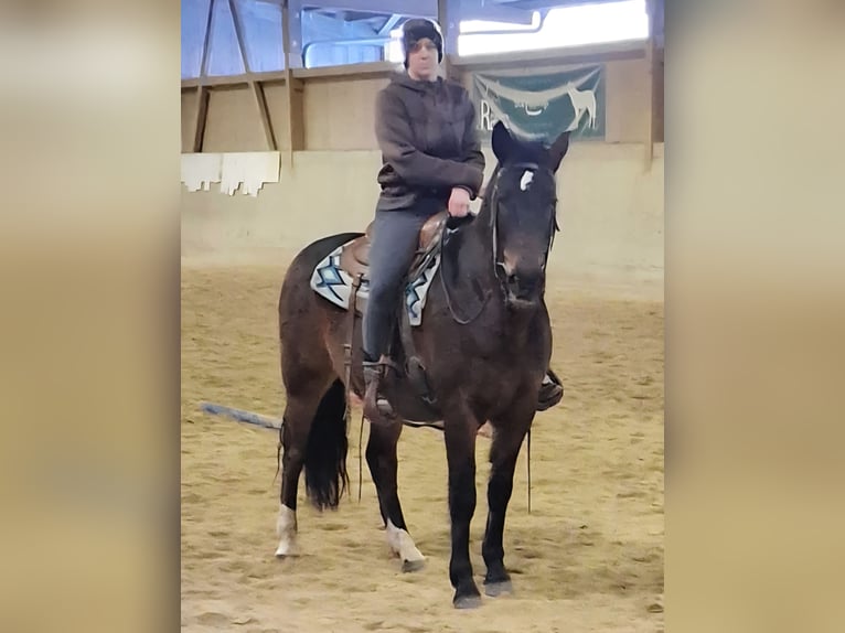 Criollo Mix Wallach 7 Jahre 153 cm Brauner in Neumarkt-Sankt Veit