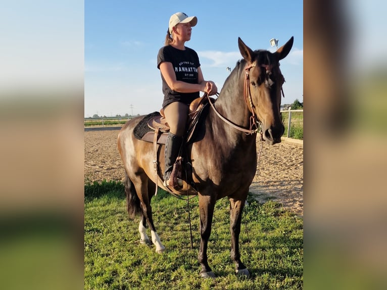 Criollo Mix Wallach 7 Jahre 153 cm Brauner in Neumarkt-Sankt Veit