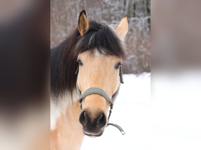 Criollo Mix Wallach 7 Jahre 158 cm Palomino in Anglikon