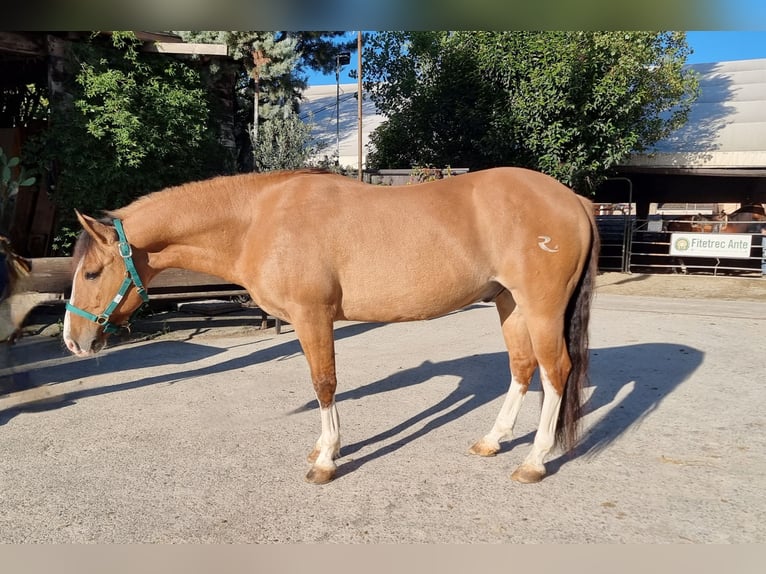 Criollo Wallach 8 Jahre 145 cm Dunalino in Villafranca di Verona