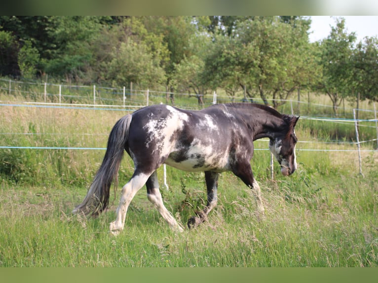 Criollo Wallach 9 Jahre 148 cm Overo-alle-Farben in Koblenz