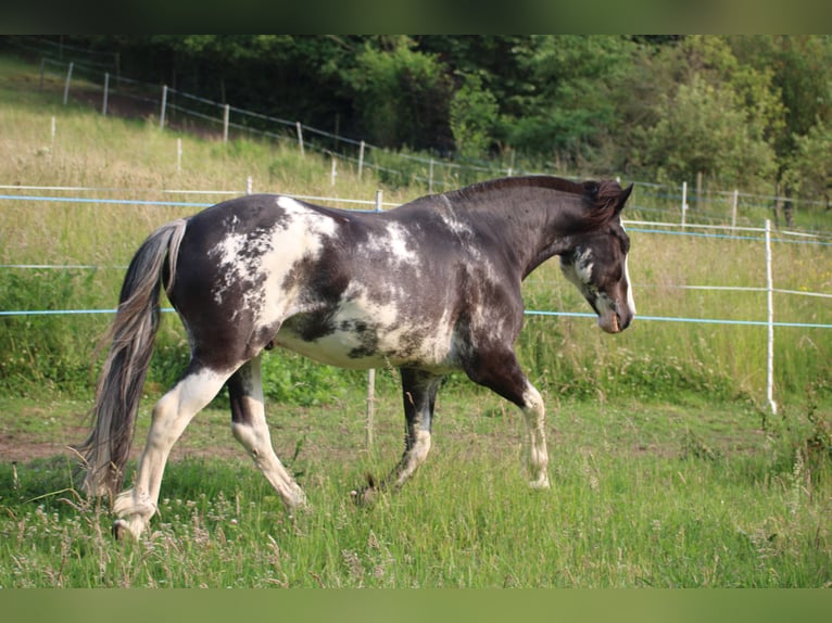 Criollo Wallach 9 Jahre 148 cm Overo-alle-Farben in Koblenz