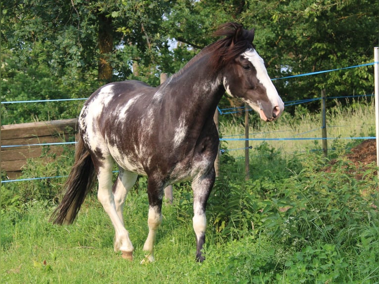 Criollo Wallach 9 Jahre 148 cm Overo-alle-Farben in Koblenz