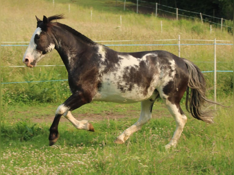 Criollo Wallach 9 Jahre 148 cm Overo-alle-Farben in Koblenz