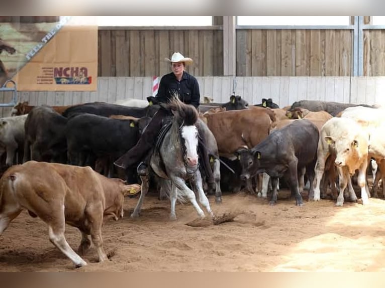 Criollo Wallach 9 Jahre 148 cm Overo-alle-Farben in Koblenz