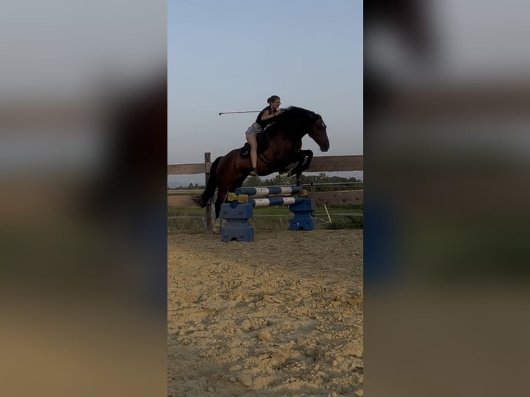 Criollo Wallach 9 Jahre 156 cm Brauner in Wolfegg