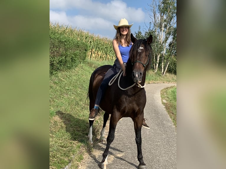Criollo Wallach 9 Jahre 156 cm Brauner in Wolfegg
