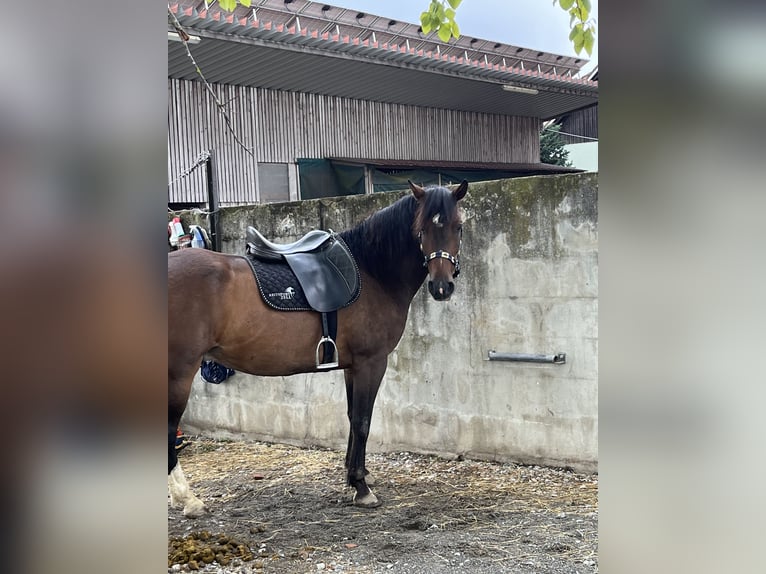 Criollo Wallach 9 Jahre 156 cm Brauner in Wolfegg