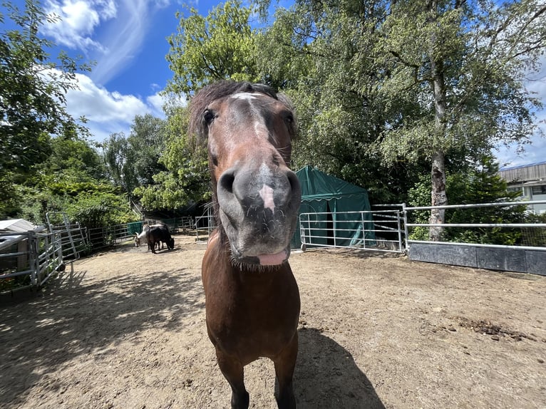 Criollo Wallach 9 Jahre 156 cm Brauner in Wolfegg