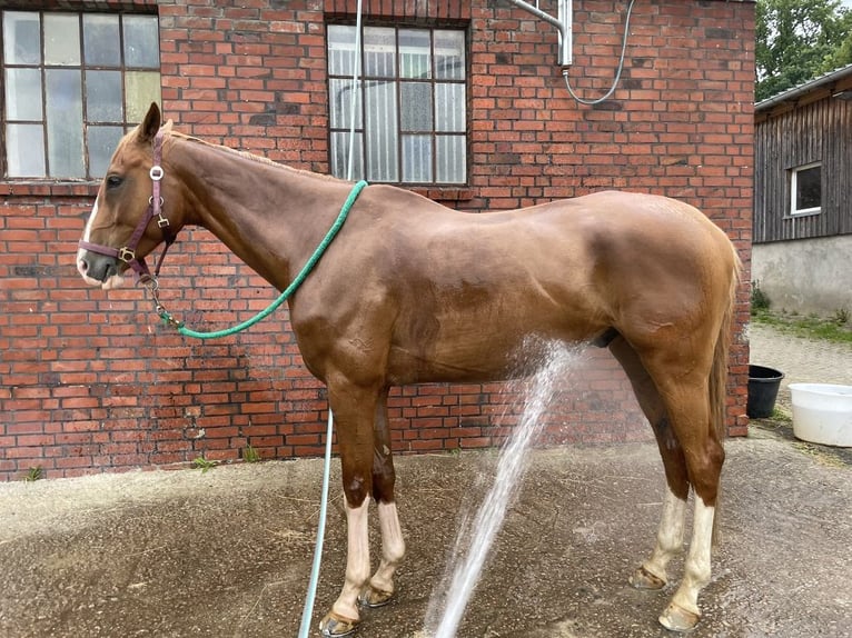 Criollo Mix Wallach 9 Jahre 164 cm Fuchs in Hamburg