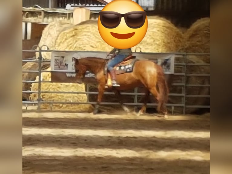 Criollo Yegua 10 años 140 cm Alazán in Feuchtwangen