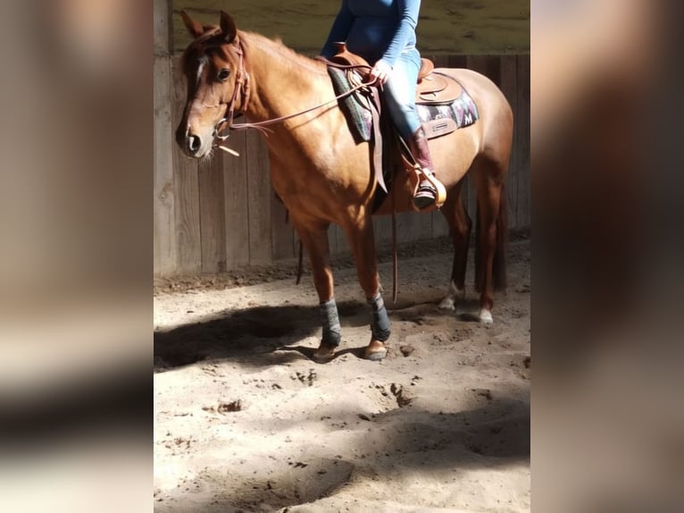 Criollo Yegua 10 años 140 cm Alazán in Feuchtwangen