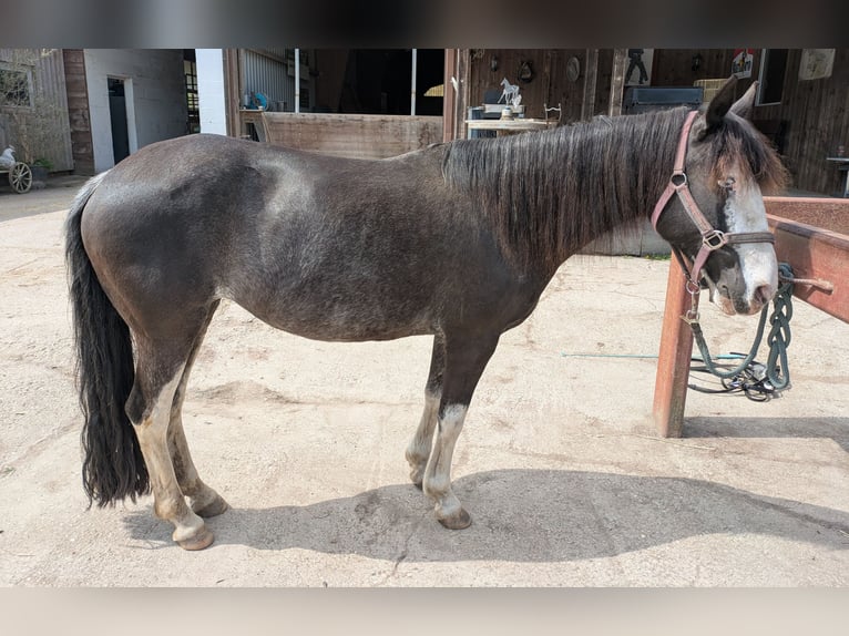 Criollo Mestizo Yegua 12 años 138 cm Negro in Graben-Neudorf