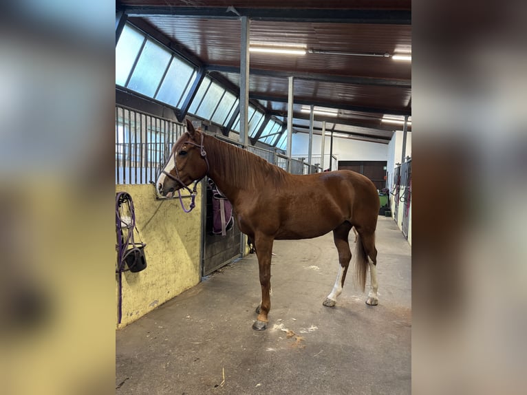 Criollo Mestizo Yegua 12 años 152 cm Alazán in Düsseldorf
