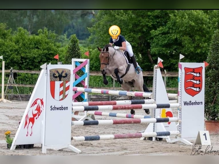 Criollo Mestizo Yegua 15 años 155 cm Ruano alazán in Soltau