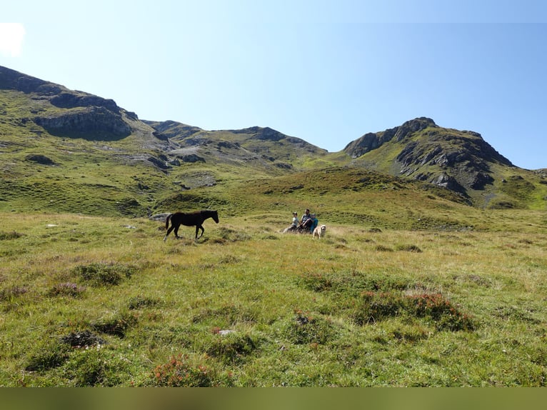 Criollo Mestizo Yegua 1 año Negro in Tinizong