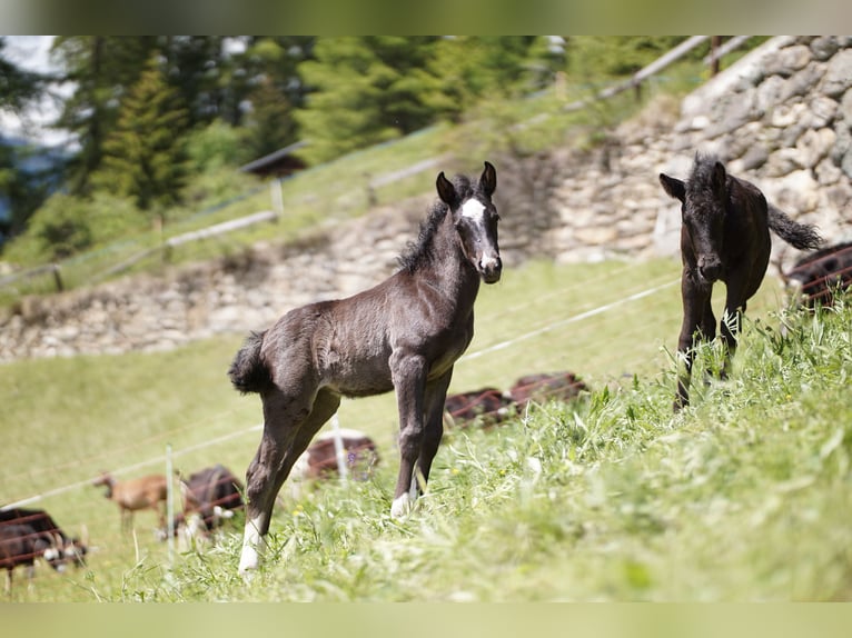 Criollo Mestizo Yegua 1 año Negro in Tinizong