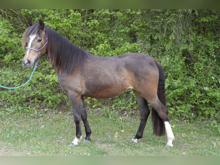 Criollo Yegua 2 años 145 cm Castaño in Betzenstein