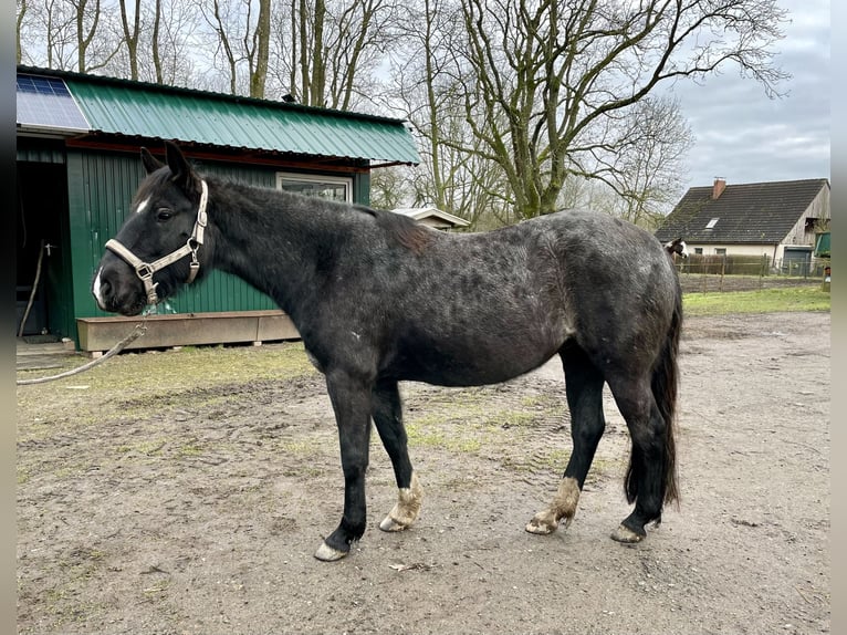 Criollo Yegua 5 años 139 cm Ruano azulado in Rostock