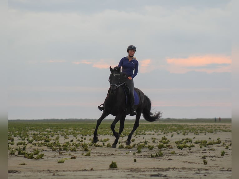 Cruzado Mestizo Caballo castrado 10 años 153 cm Negro in Buren