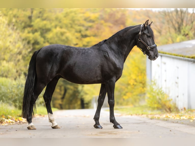 Cruzado Caballo castrado 10 años 154 cm Negro in Windhagen