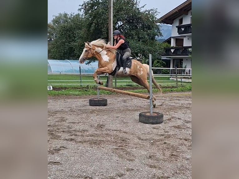 Cruzado Caballo castrado 10 años 155 cm Overo-todas las-capas in Kirchbichl