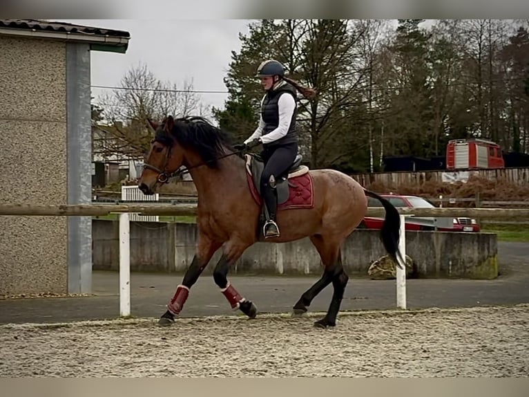 Cruzado Caballo castrado 10 años 155 cm Ruano alazán in Neustadt (Wied)
