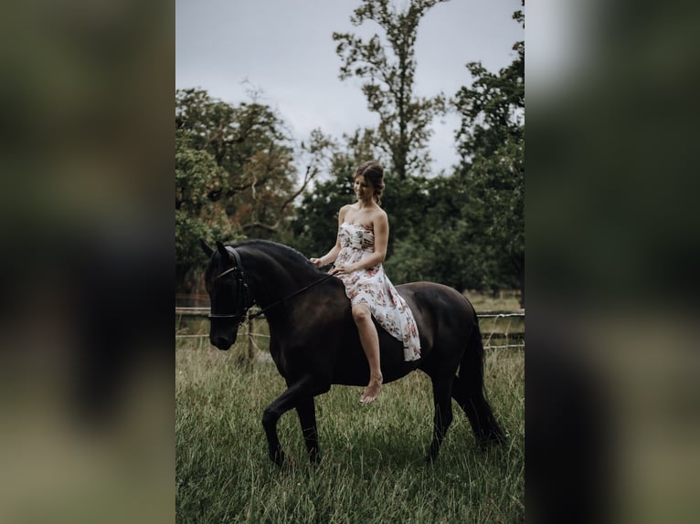 Cruzado Caballo castrado 10 años 156 cm Negro in Bruchhausen-Vilsen