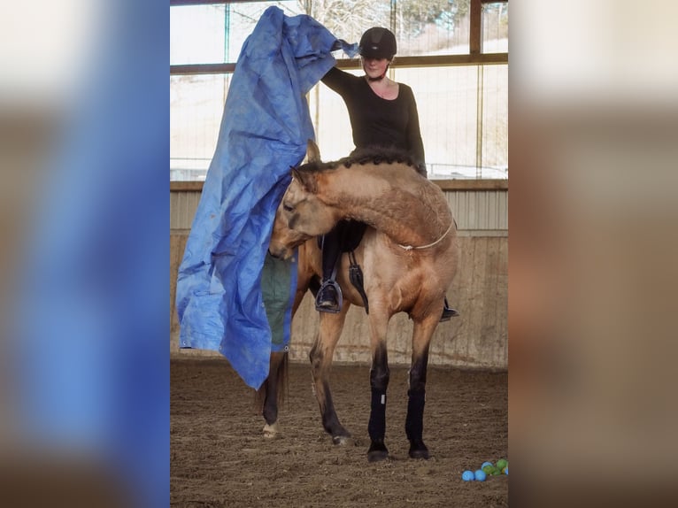 Cruzado Caballo castrado 10 años 162 cm  in Nettersheim