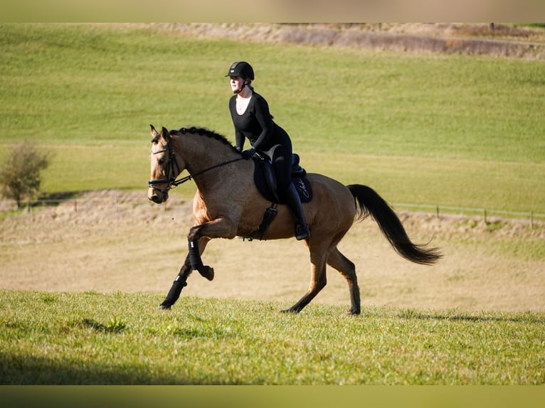 Cruzado Caballo castrado 10 años 162 cm  in Nettersheim