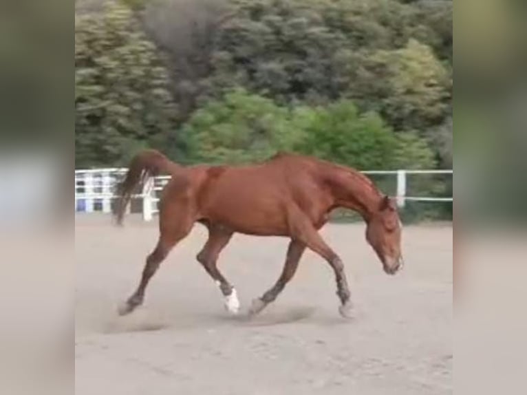 Cruzado Caballo castrado 10 años 164 cm Alazán rojizo in Canoves
