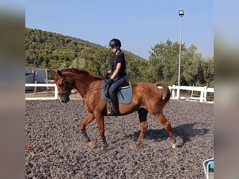 Cruzado Caballo castrado 10 años 164 cm Alazán rojizo in Canoves