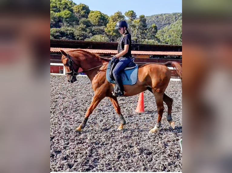 Cruzado Caballo castrado 10 años 164 cm Alazán rojizo in Canoves