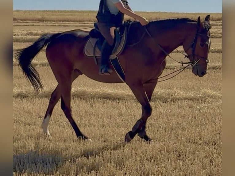 Cruzado Caballo castrado 10 años 165 cm Castaño in Villaverde De Medina