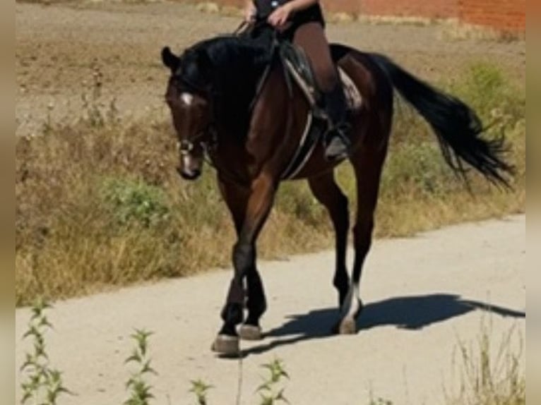 Cruzado Caballo castrado 10 años 165 cm Castaño in Villaverde De Medina