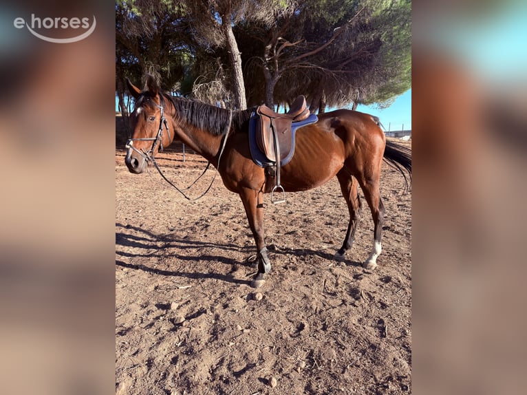 Cruzado Caballo castrado 10 años 165 cm Castaño in Villaverde De Medina