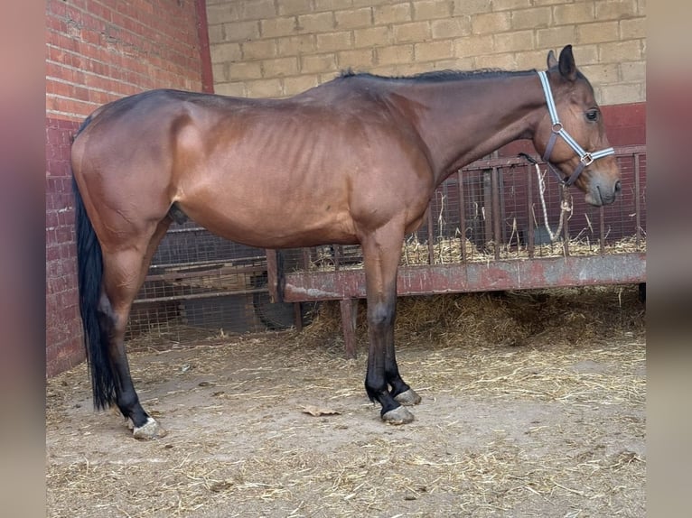 Cruzado Caballo castrado 10 años 165 cm Castaño in Villaverde De Medina