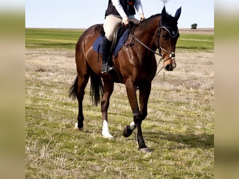 Cruzado Caballo castrado 10 años 165 cm Castaño in Villaverde De Medina