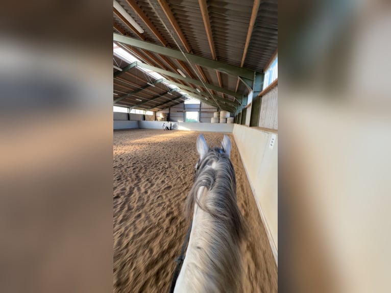 Cruzado Caballo castrado 11 años 150 cm Tordo rodado in Weiterstadt