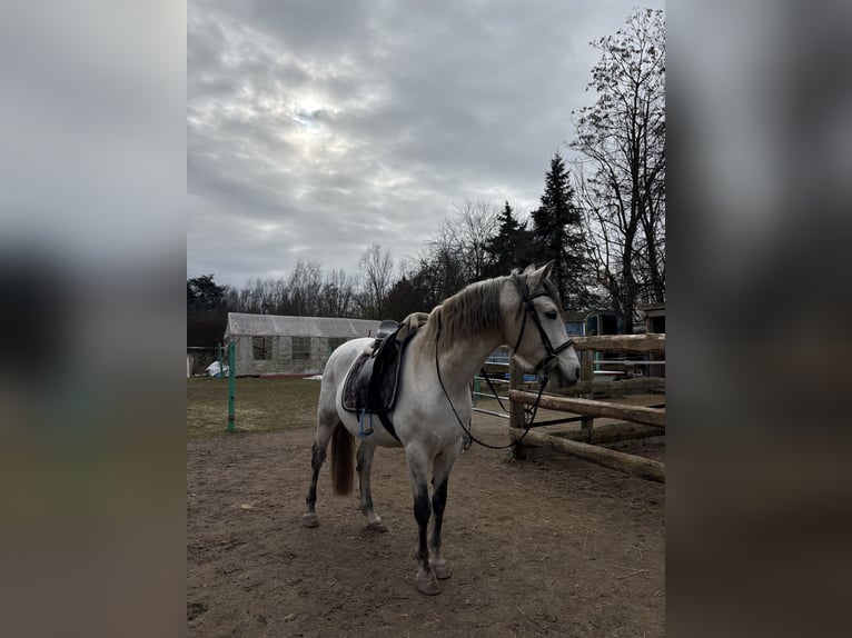 Cruzado Caballo castrado 11 años 150 cm Tordo rodado in Weiterstadt